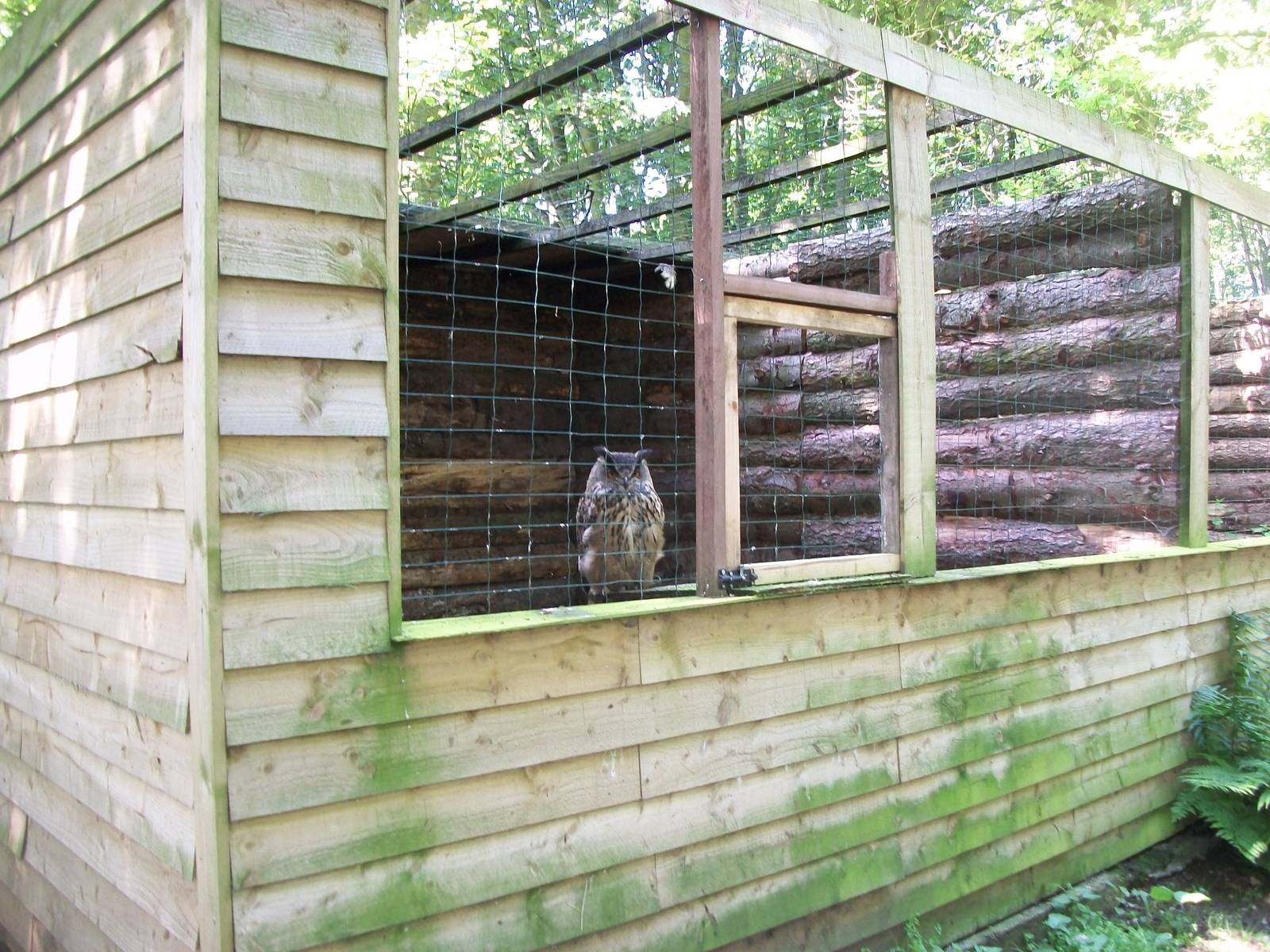 European Eagle Owl aviary, 6th June 2014