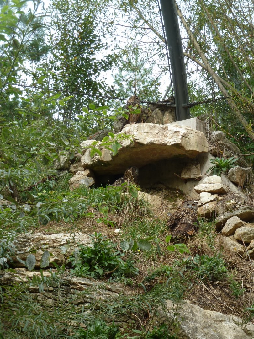 European eagle-owl aviary - European eagle-owl (Bubo bubo bubo)