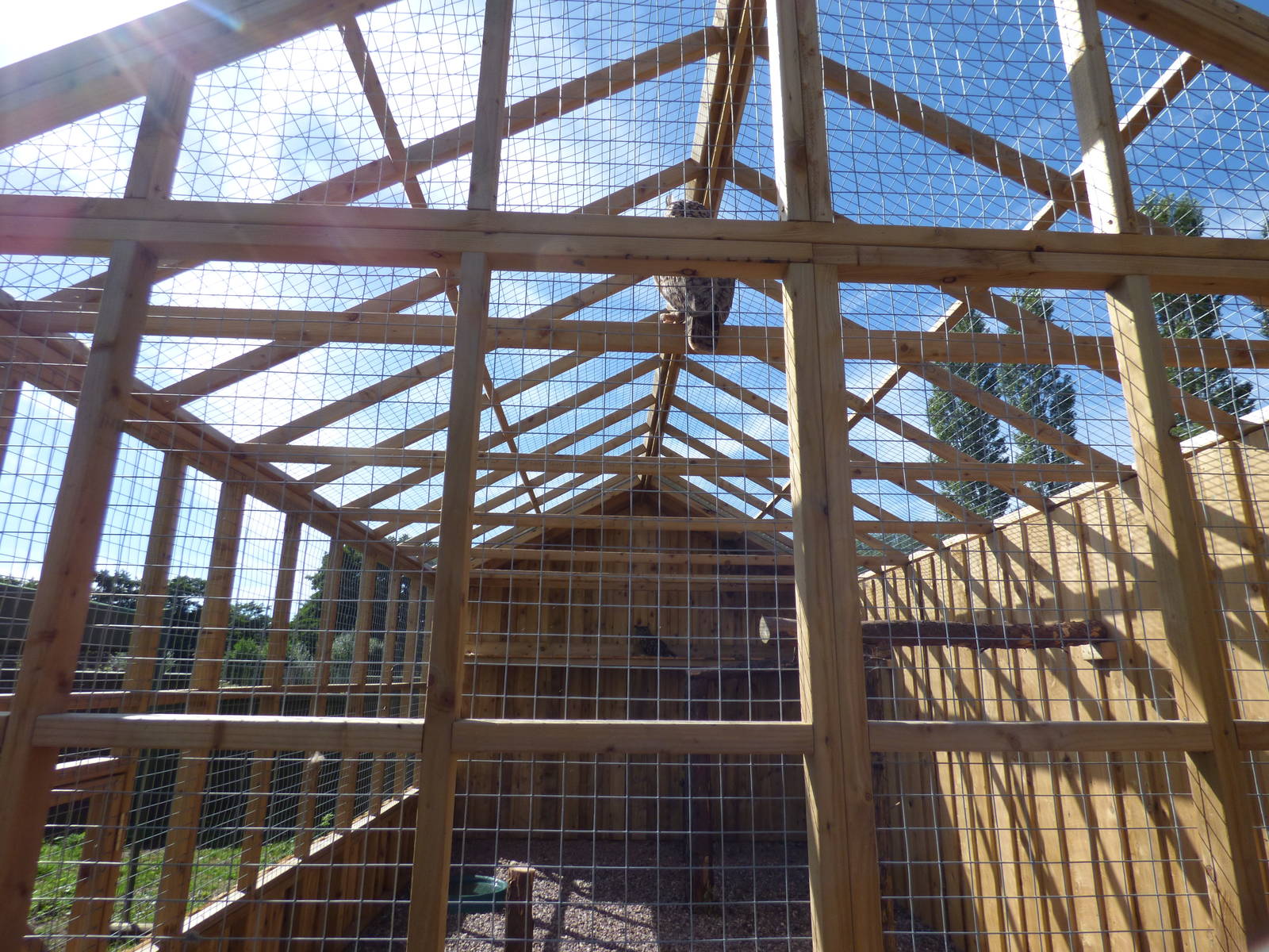 European Eagle Owl Aviary