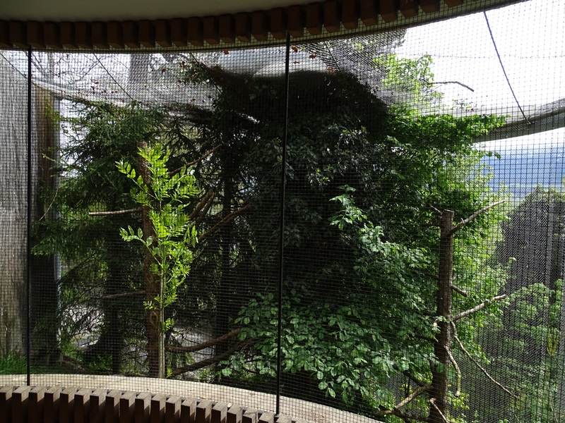 European eagle owl aviary