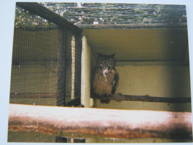 European Eagle Owl Basildon Zoo 1989.