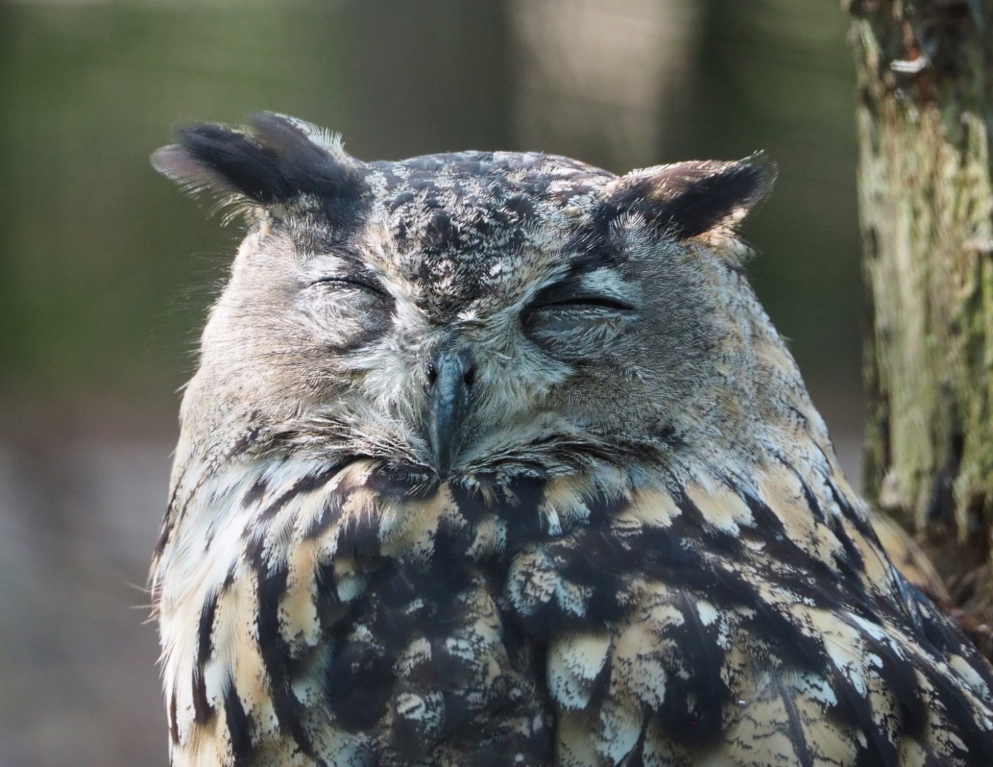 European eagle owl (Bubo bubo bubo), 2021-08-15