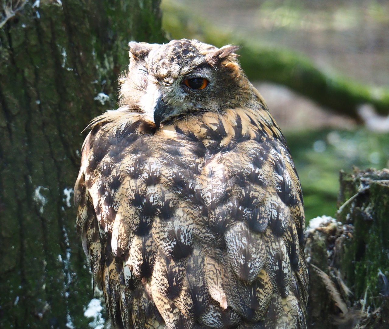 European eagle owl (Bubo bubo bubo), 2021-08-15