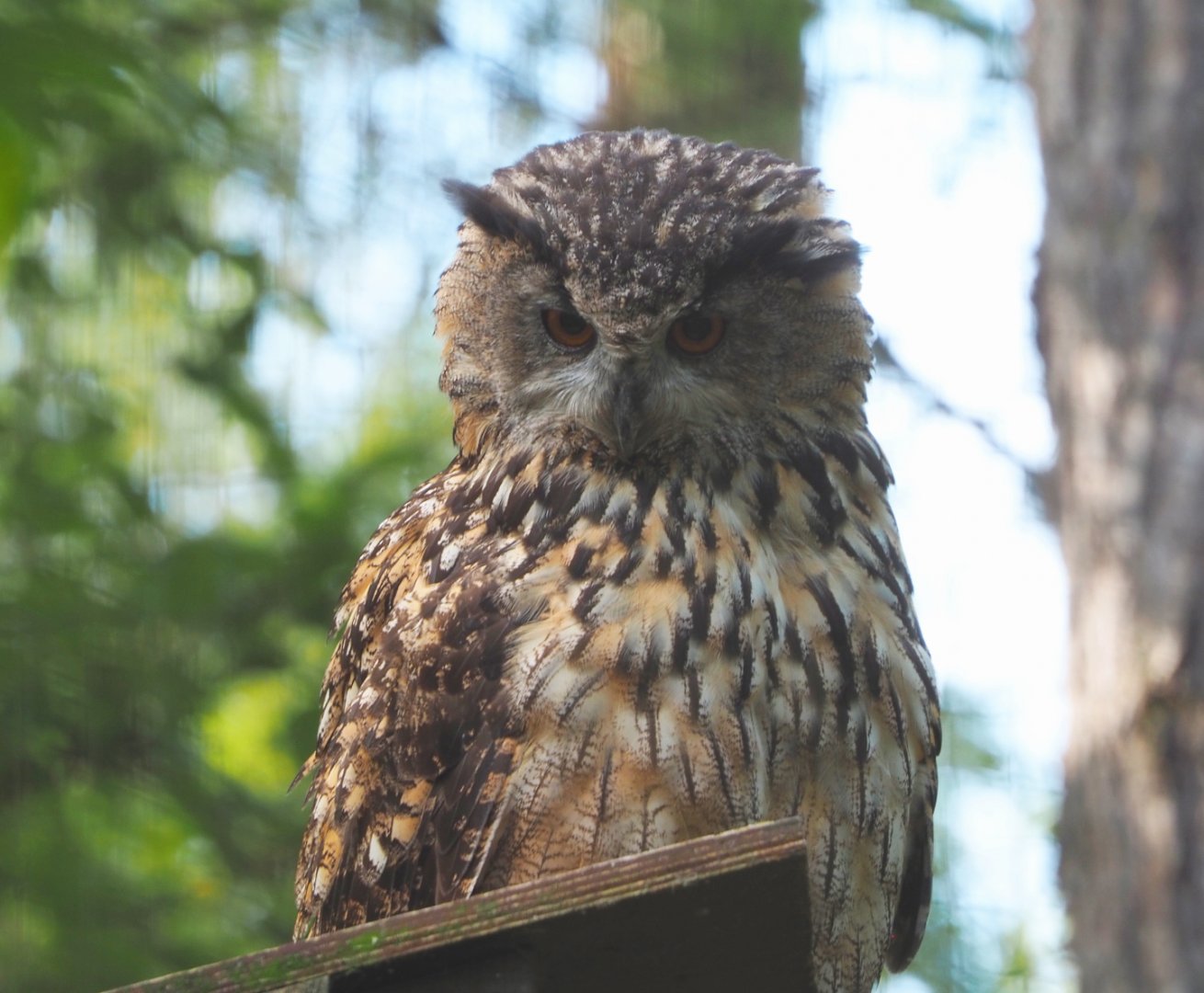 European eagle owl (Bubo bubo bubo), 2021-08-15