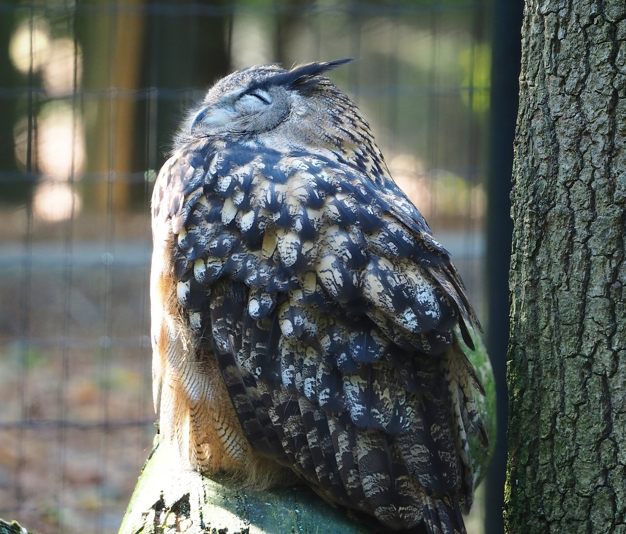 European eagle-owl (Bubo bubo bubo), 2023-09-26