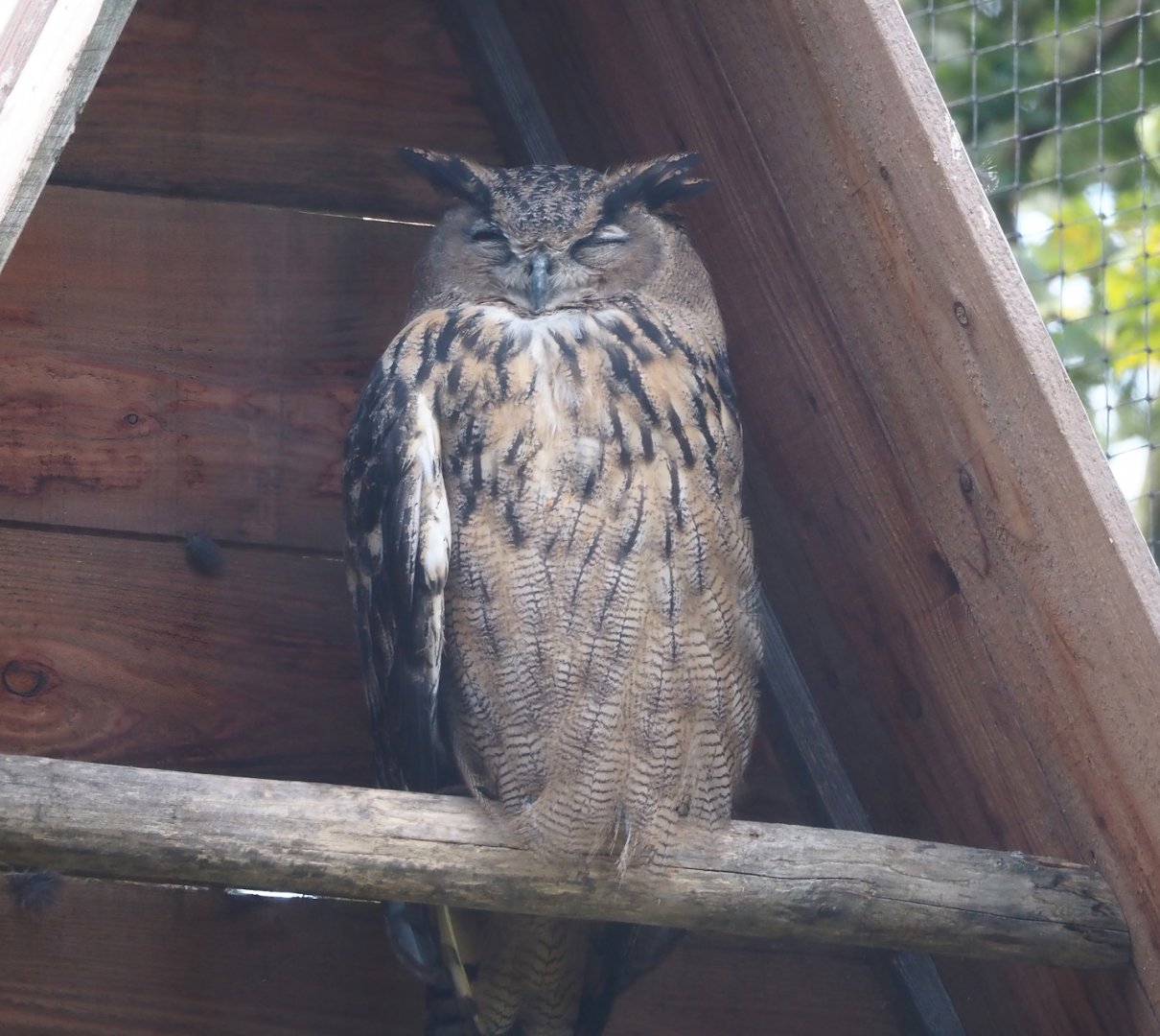 European eagle-owl (Bubo bubo bubo), 2024-08-21