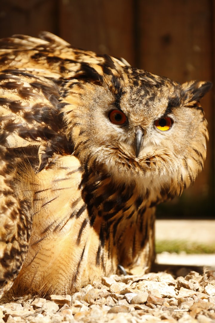 European Eagle-owl (Bubo bubo bubo)