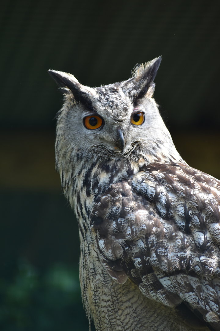 European Eagle-Owl - Bubo bubo bubo