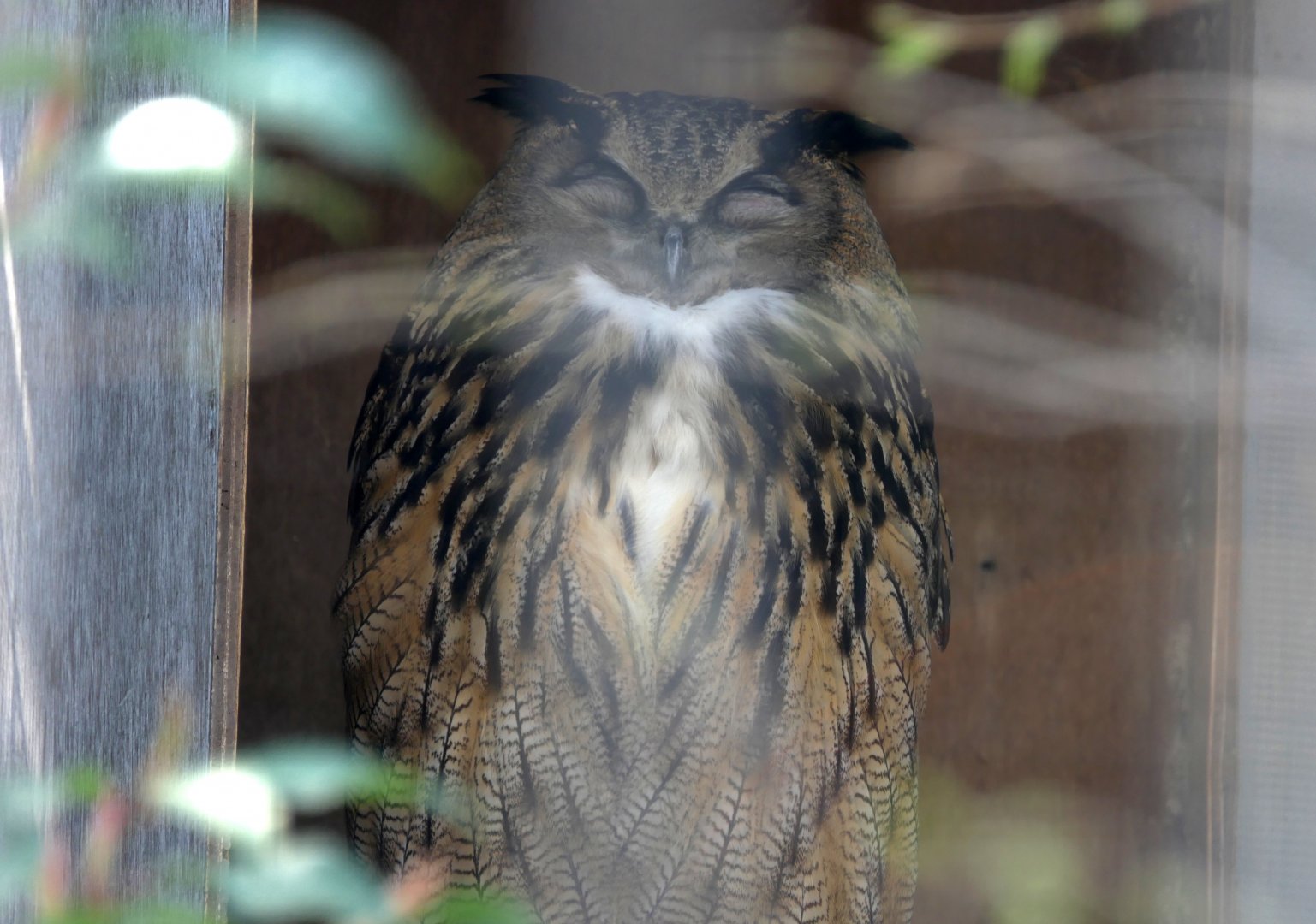 European Eagle-Owl (Bubo bubo bubo)