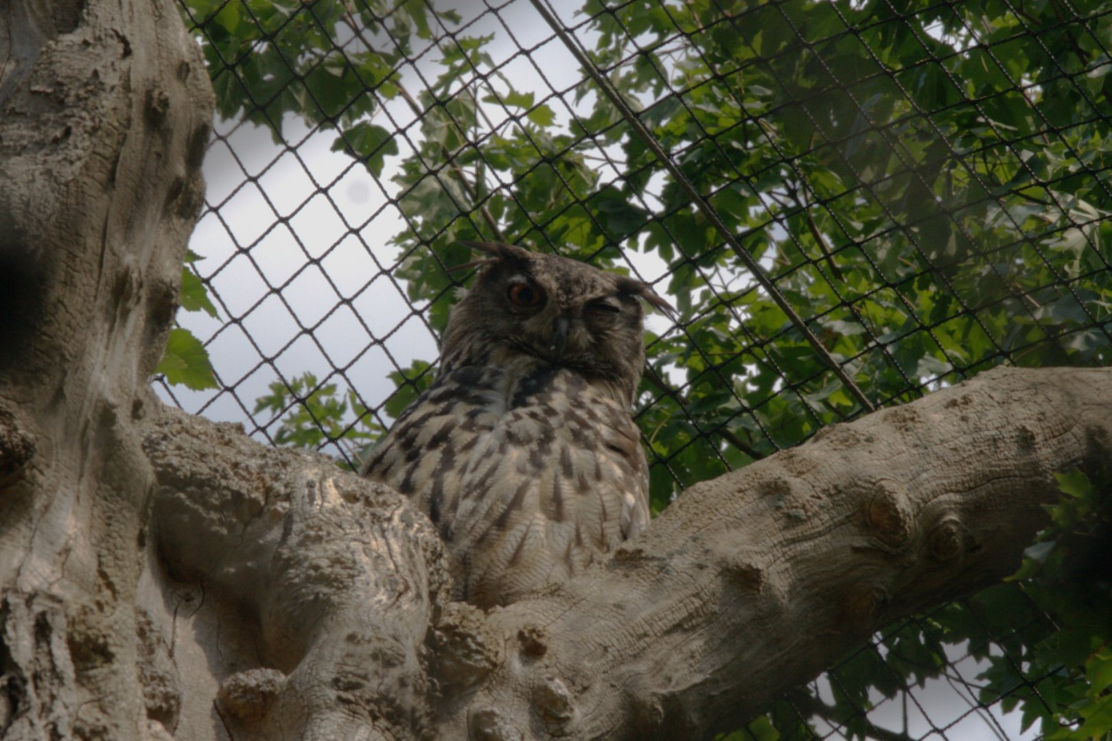 European Eagle-owl (Bubo bubo bubo)