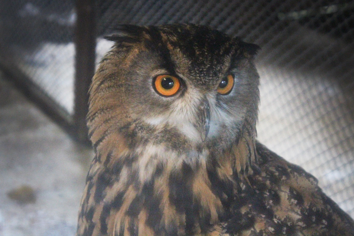 European eagle-owl (Bubo bubo bubo)