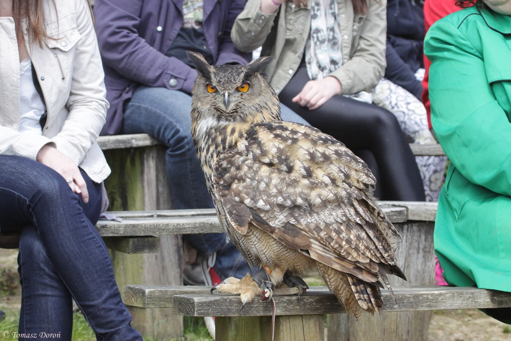 European Eagle Owl (Bubo bubo)