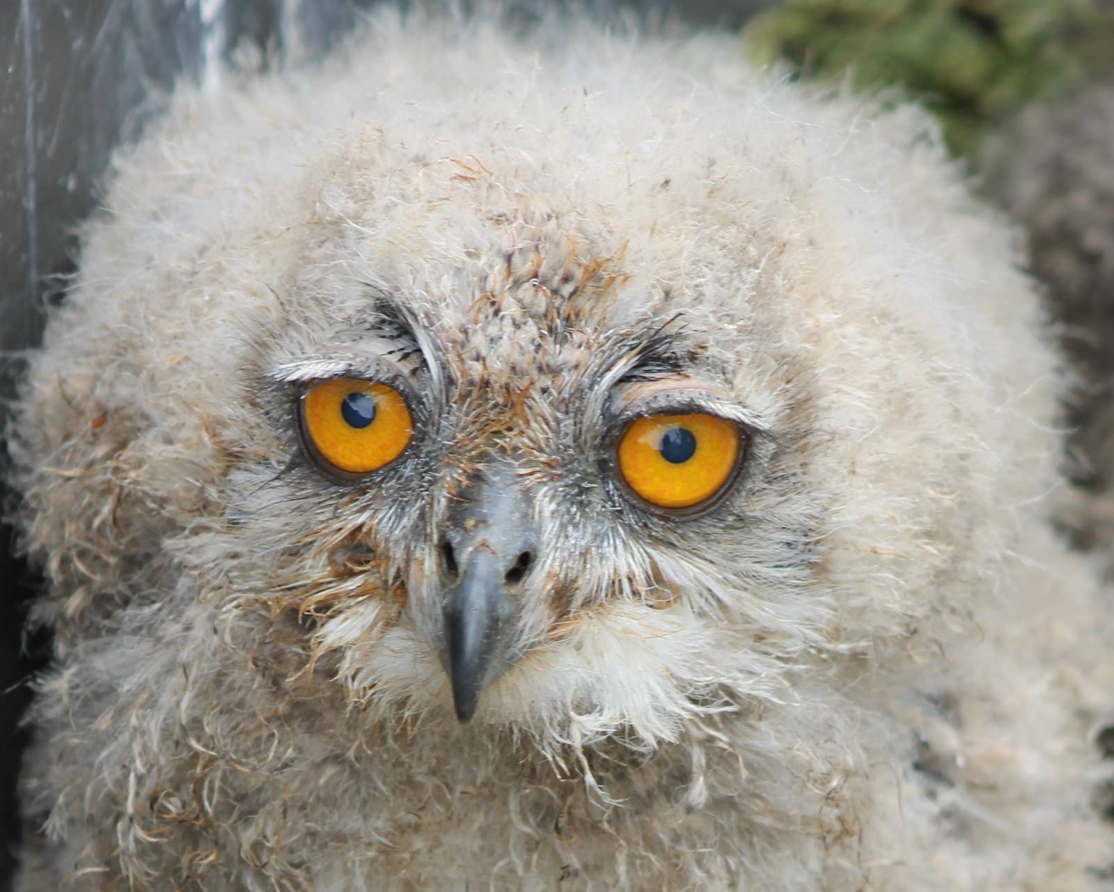 European eagle owl chick