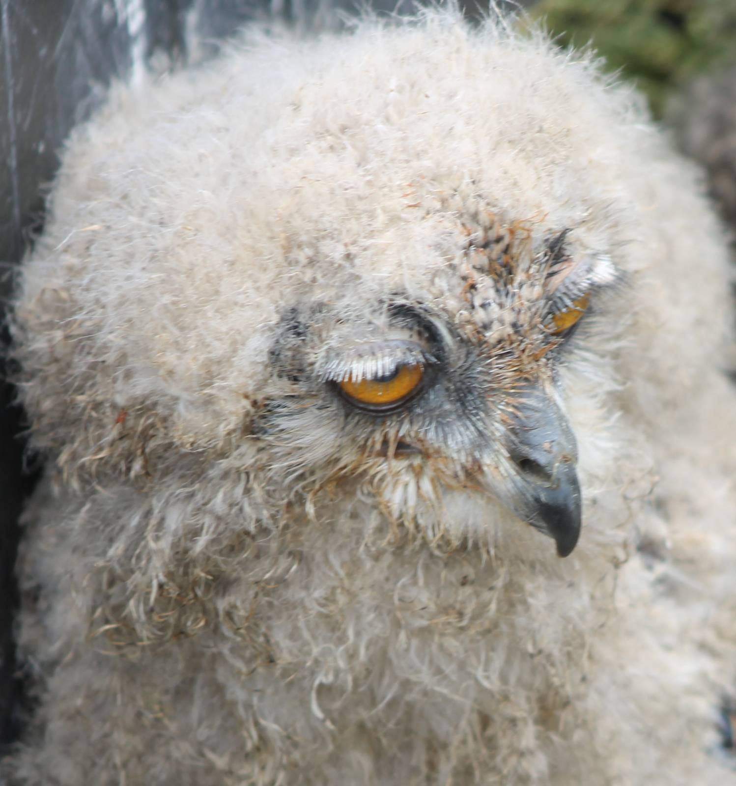 European eagle owl chick