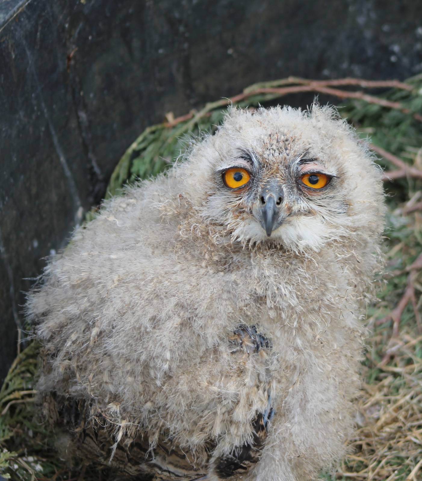 European eagle owl chick