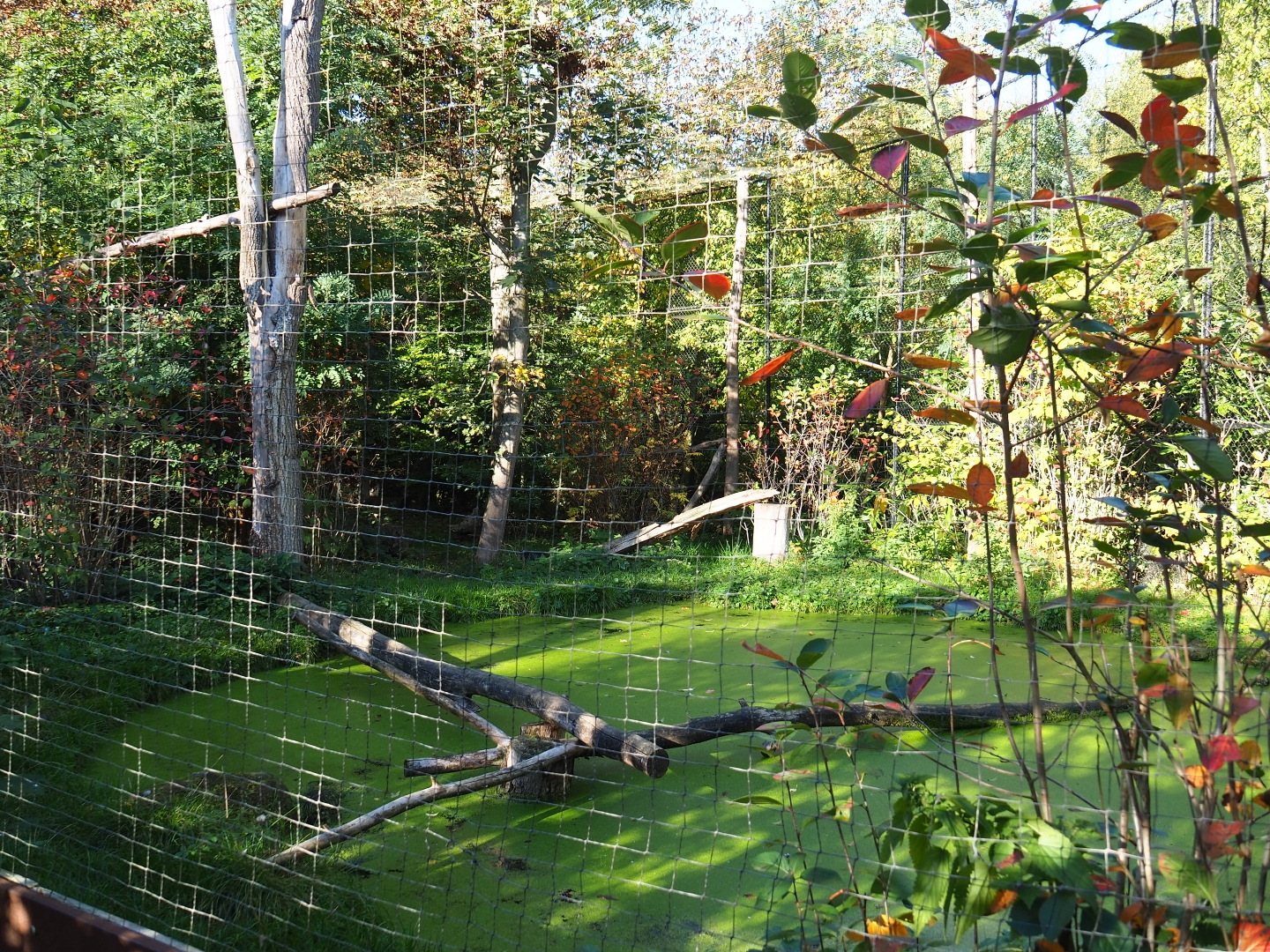 European eagle-owl - Common raven - Black stork aviary (Oct 13th, 2018)