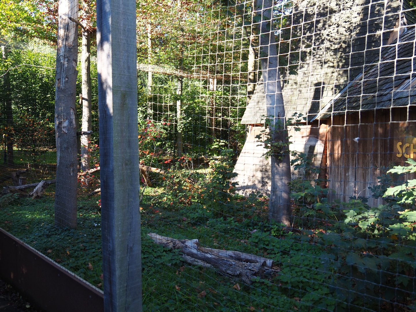 European eagle-owl - Common raven - Black stork aviary (Oct 13th, 2018)