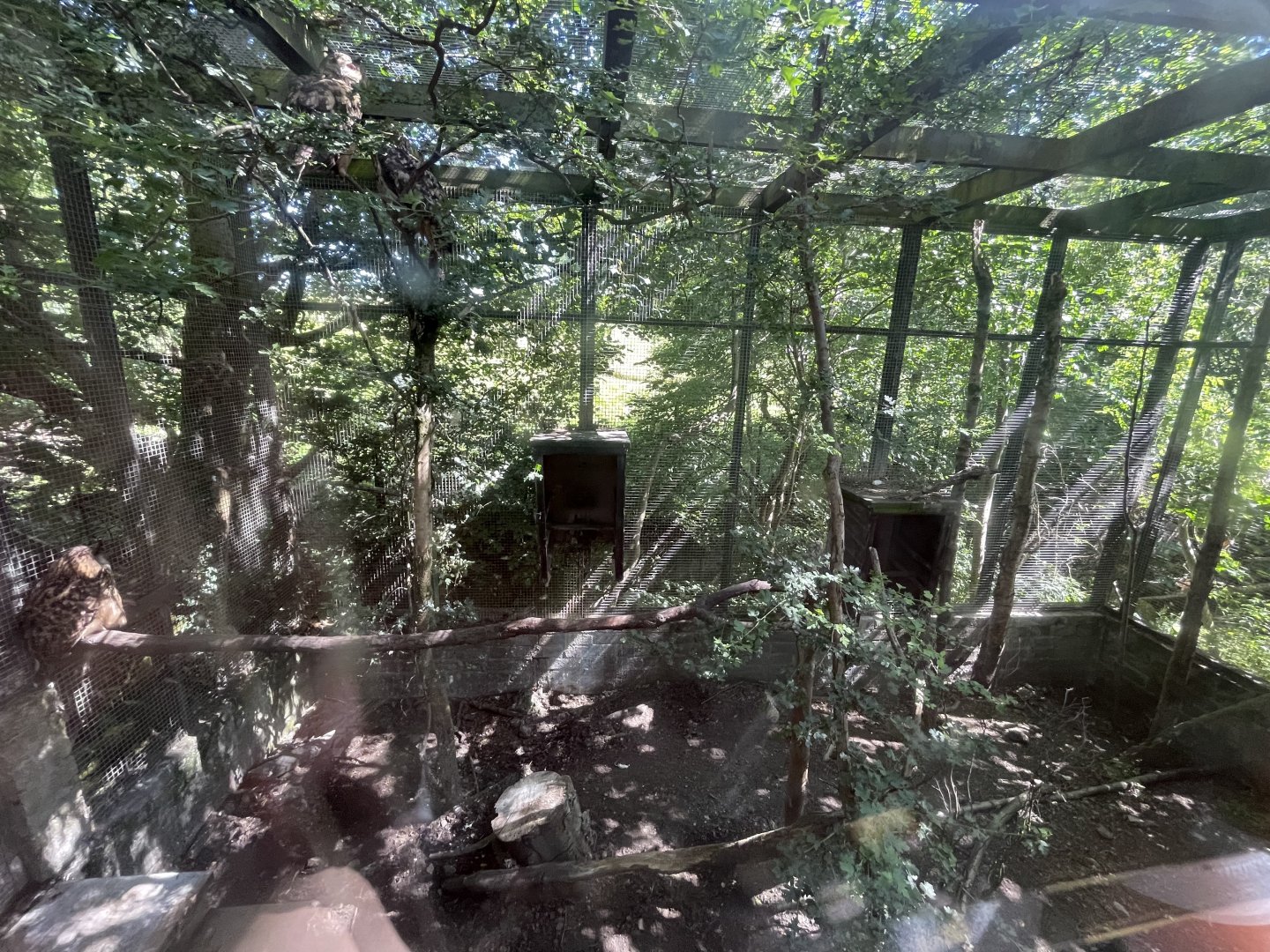 European eagle owl enclosure