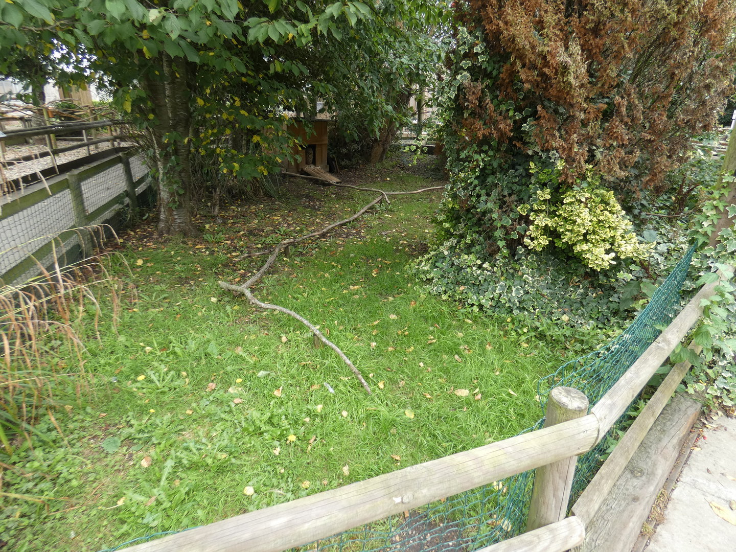 European eagle owl enclosure