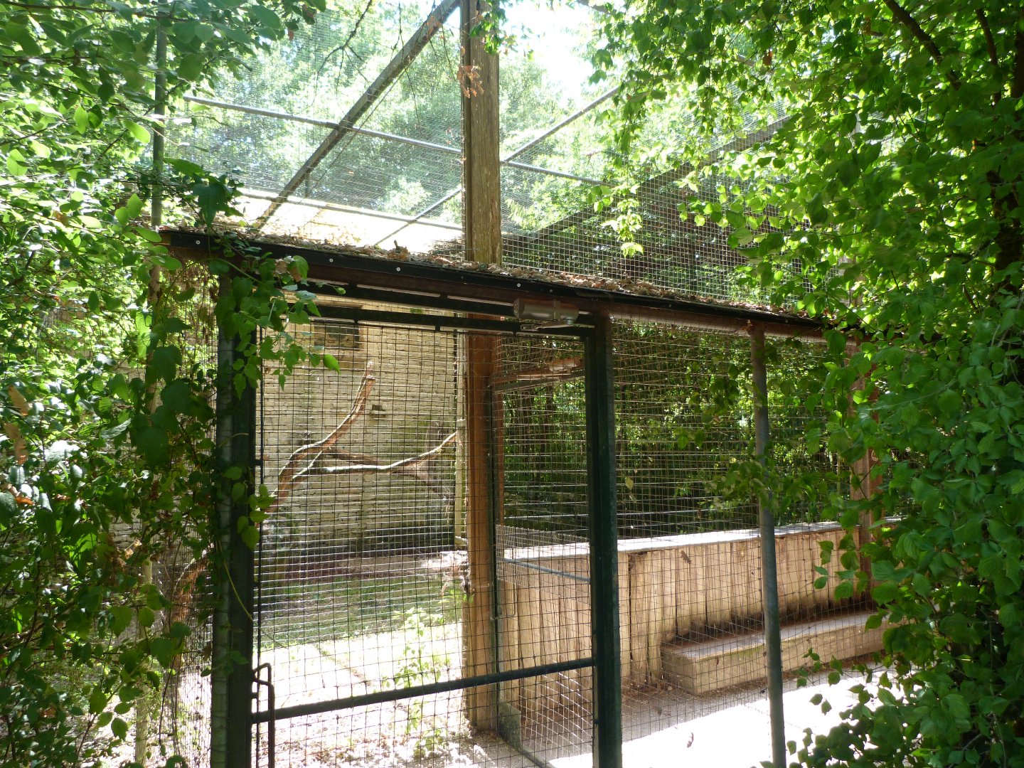 European eagle-owl exhibit -Zoodyssée (2025)