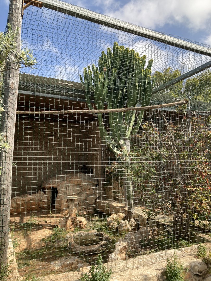 European eagle owl exhibit