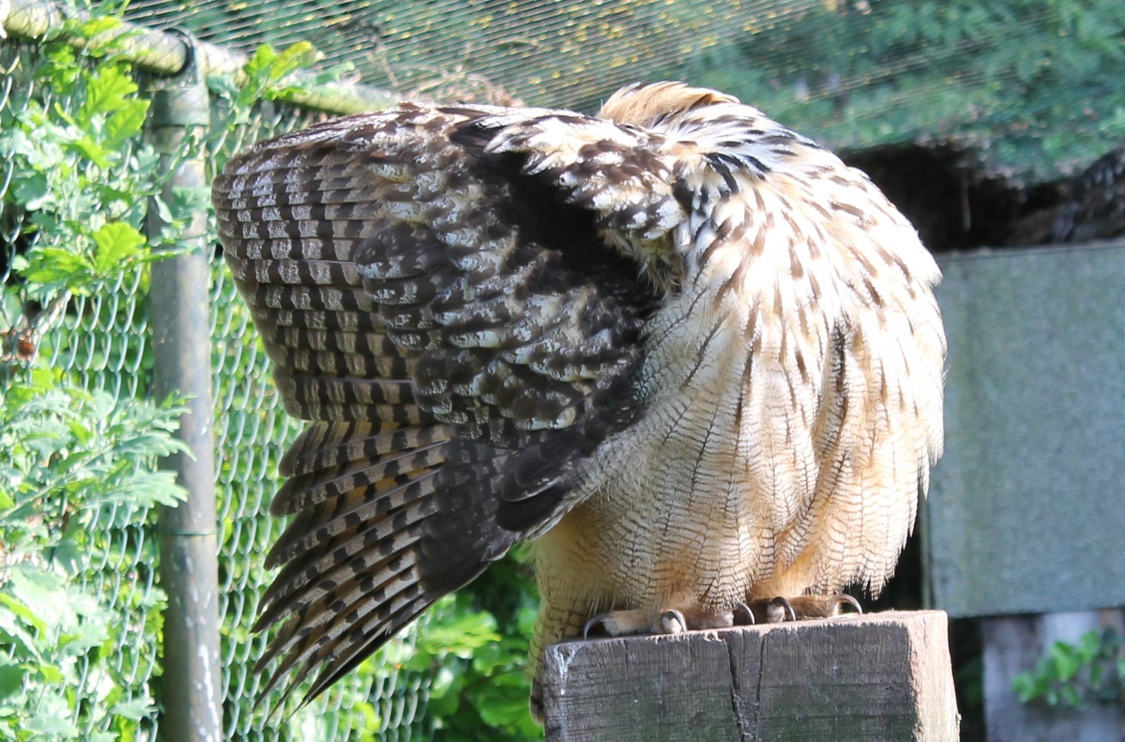 European eagle-owl -  Hiding ;)