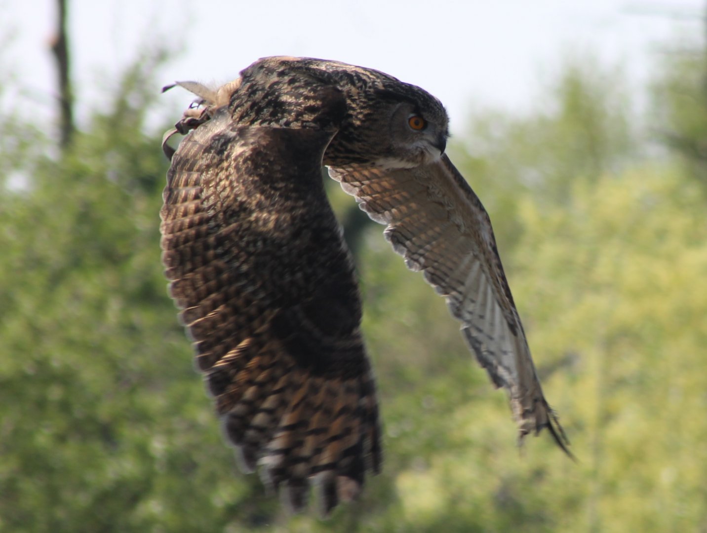 European eagle owl in the Bird-show