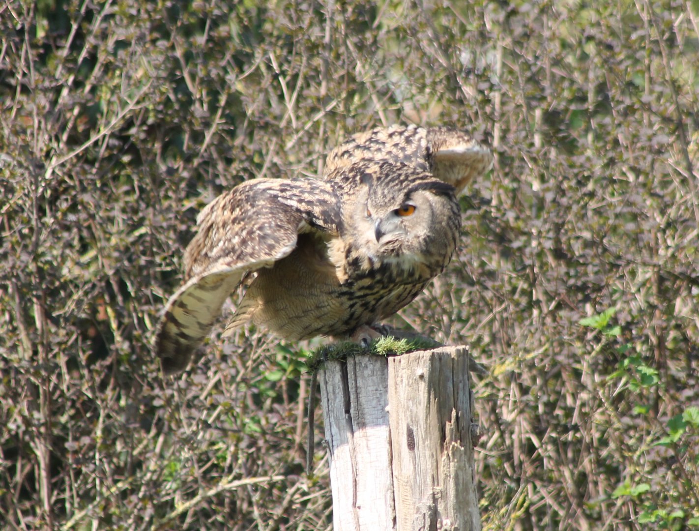 European eagle owl in the Bird-show