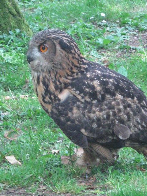 European Eagle Owl - Molly.
