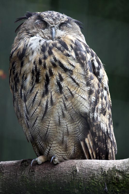 European eagle owl
