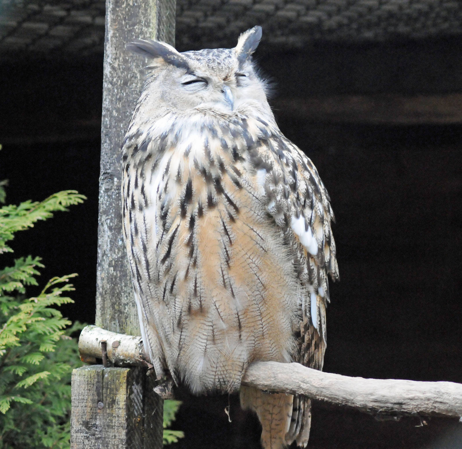 EUROPEAN EAGLE OWL