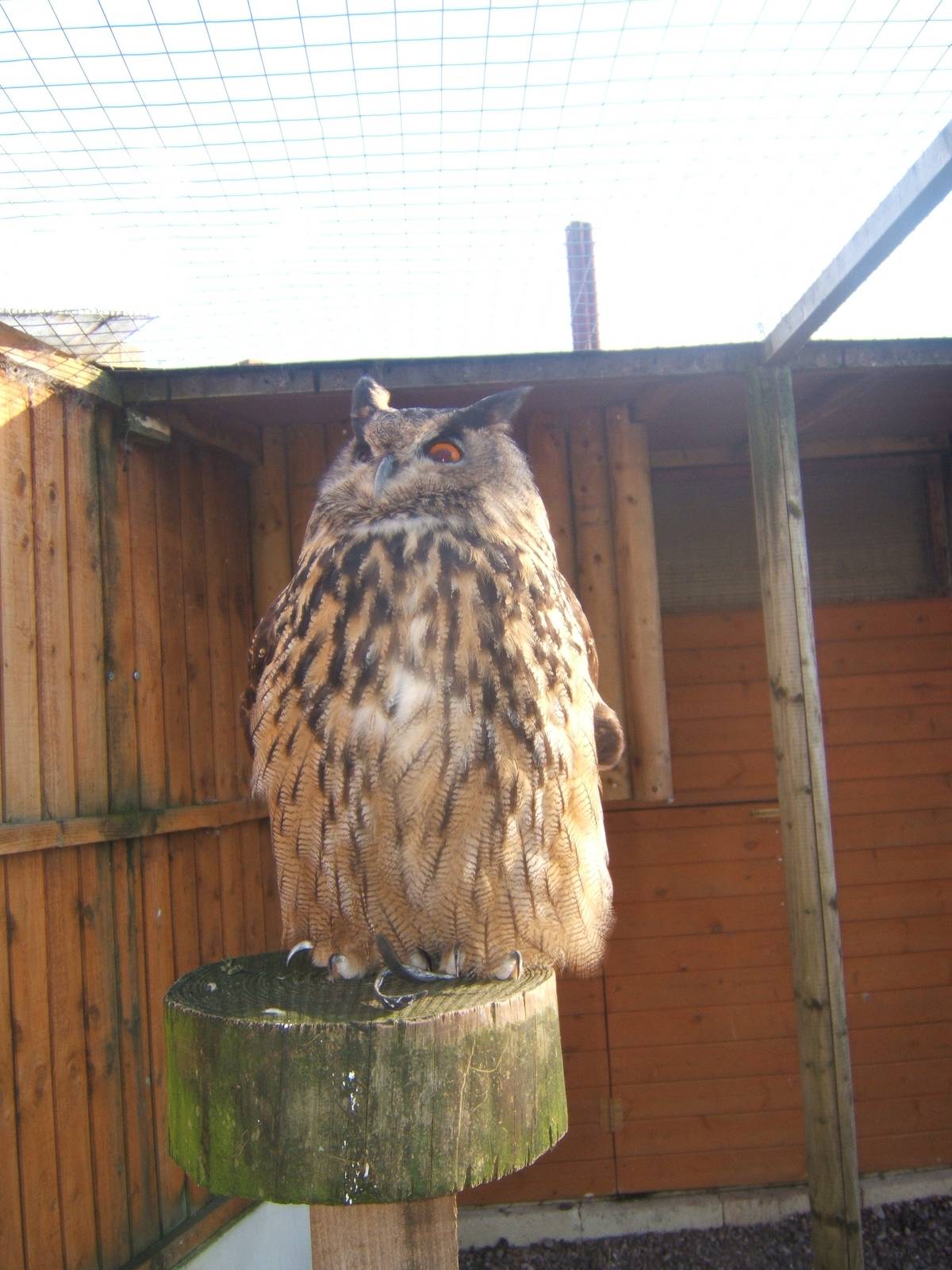 European Eagle Owl