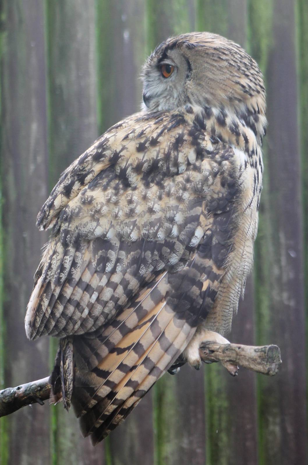 European eagle-owl