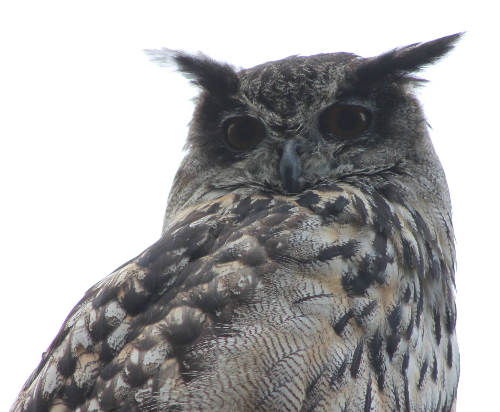 European eagle-owl