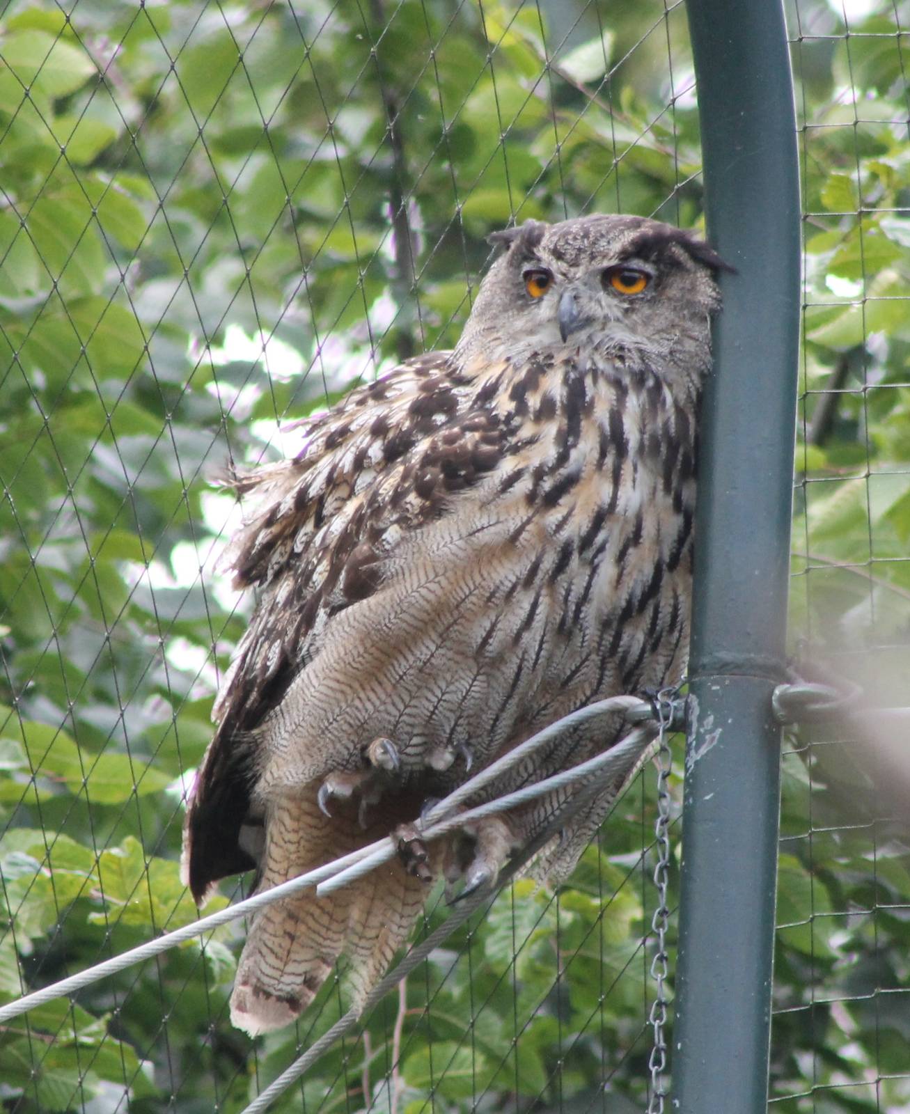 European eagle owl