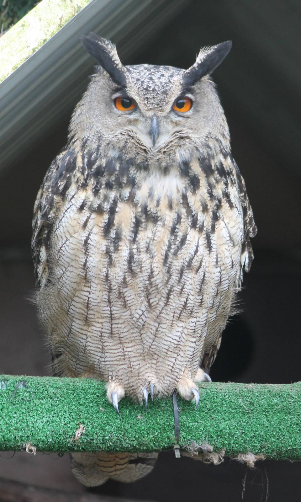 European eagle owl