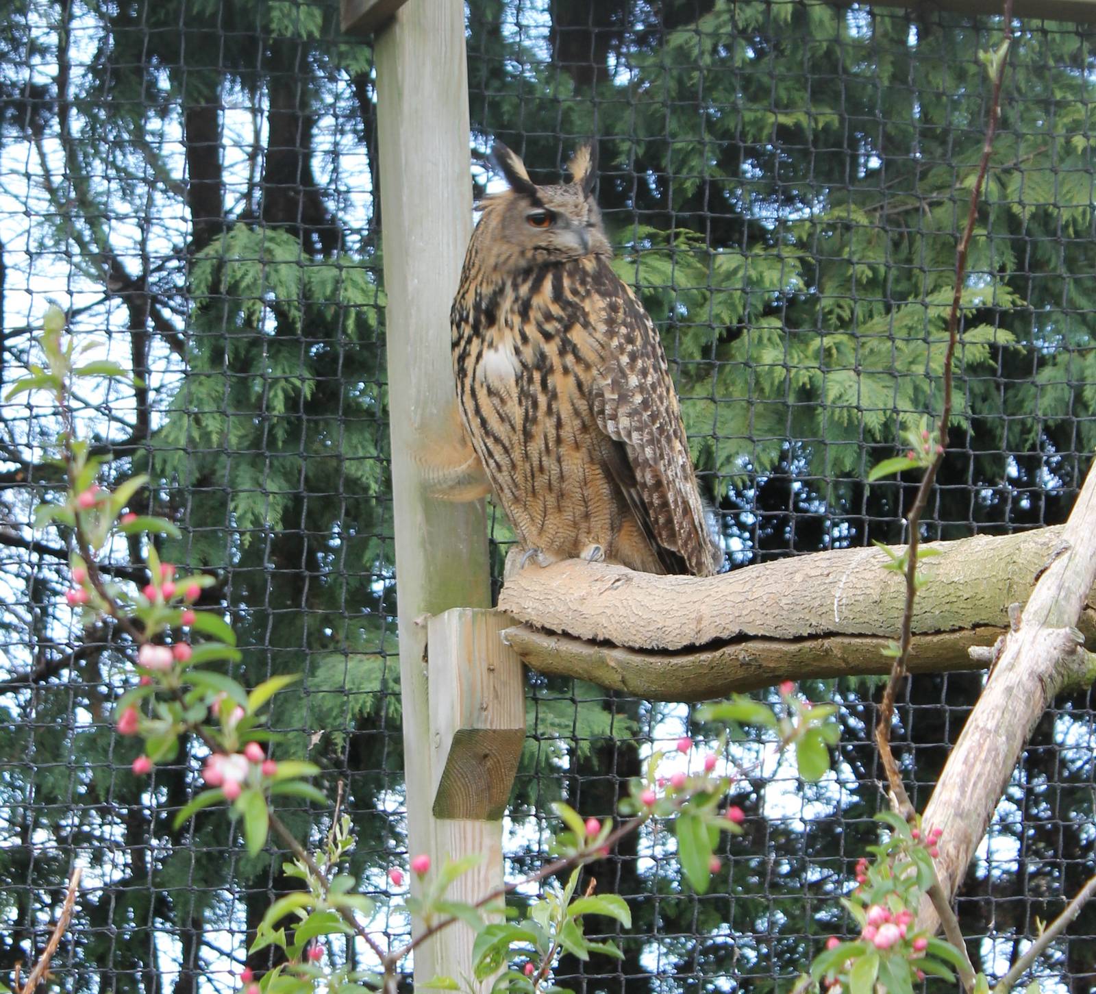 European eagle owl