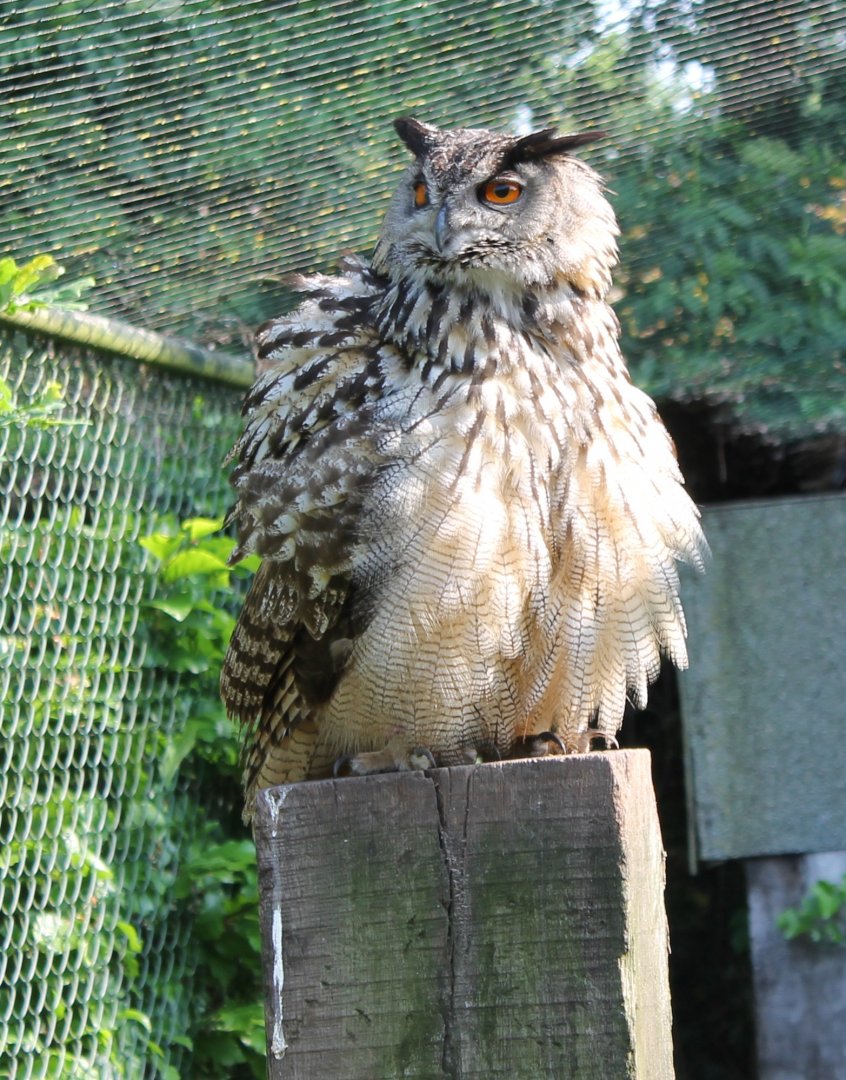 European eagle owl