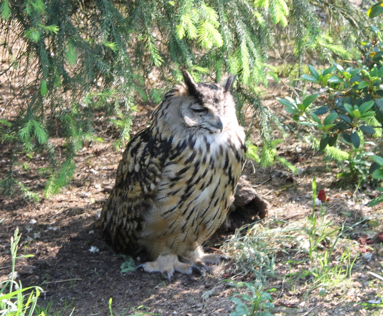 European eagle owl
