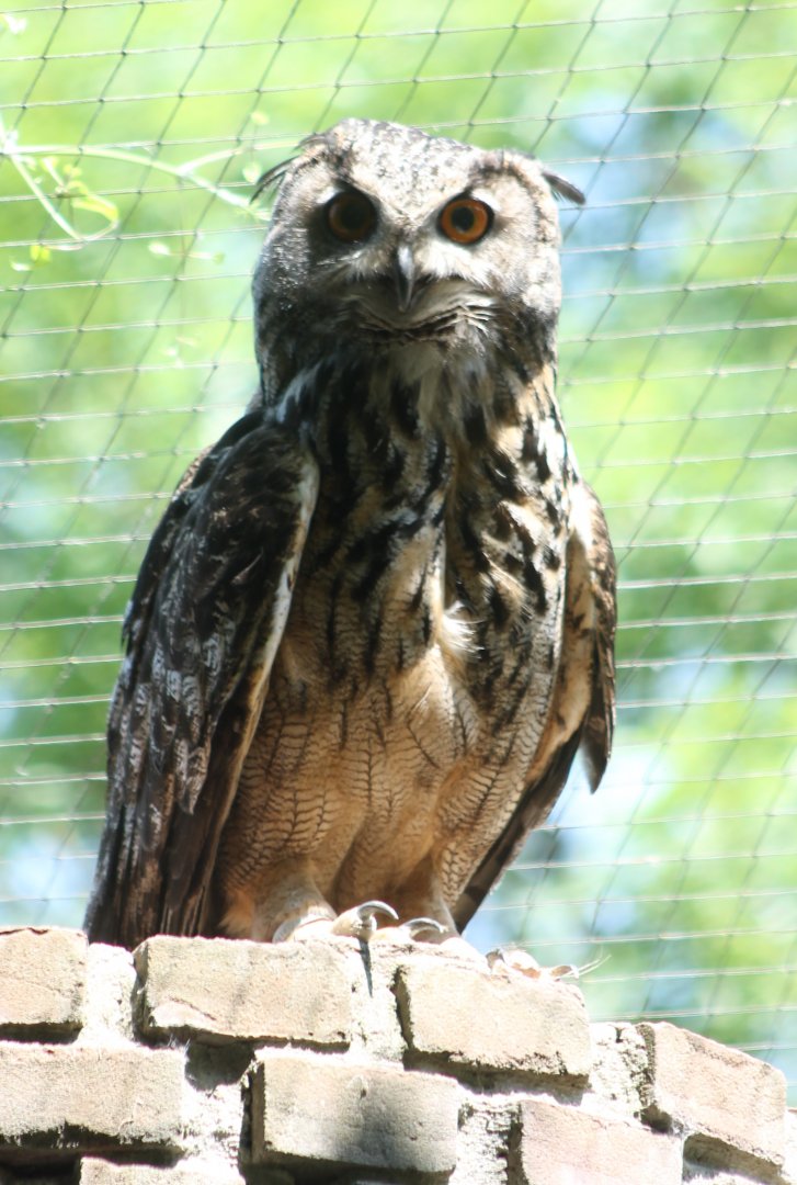 European eagle-owl