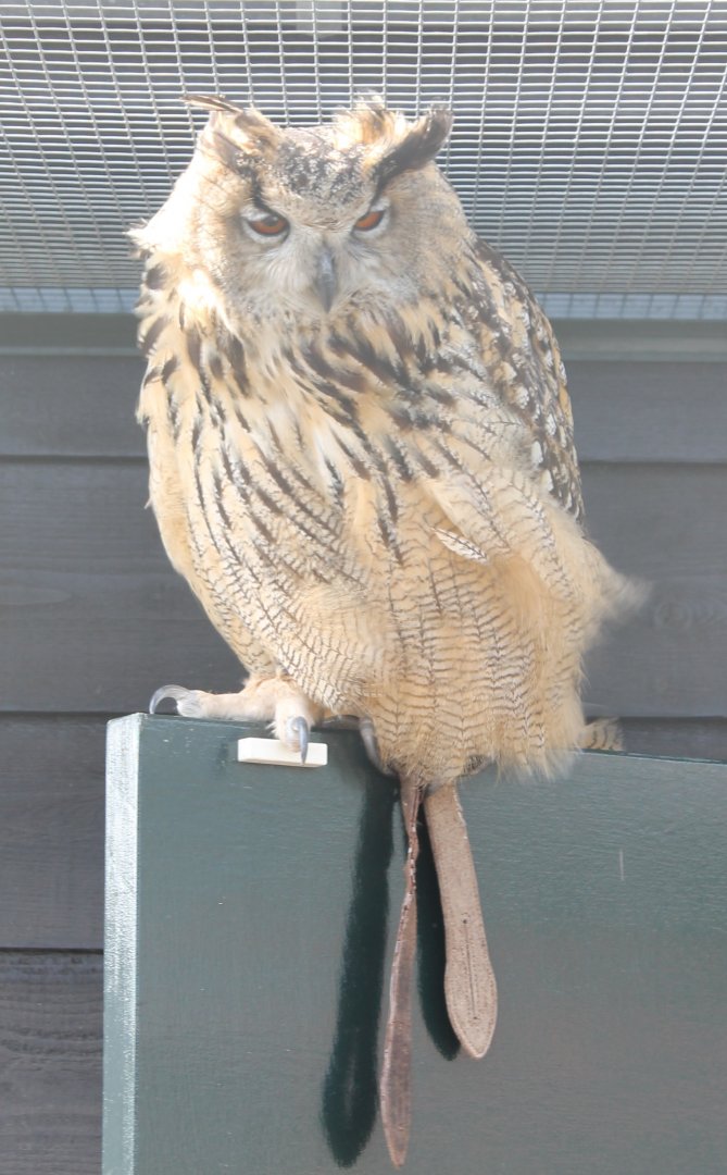 European eagle-owl