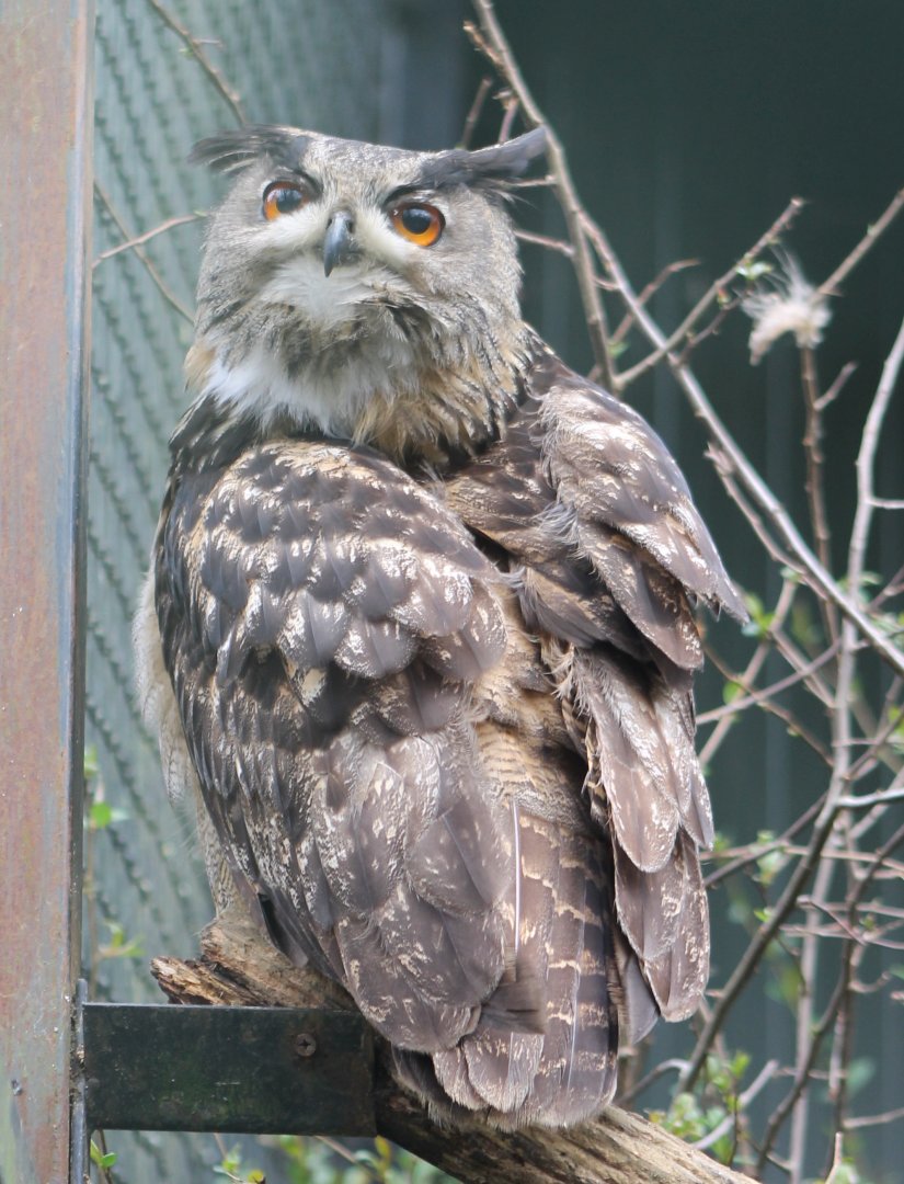 European eagle-owl