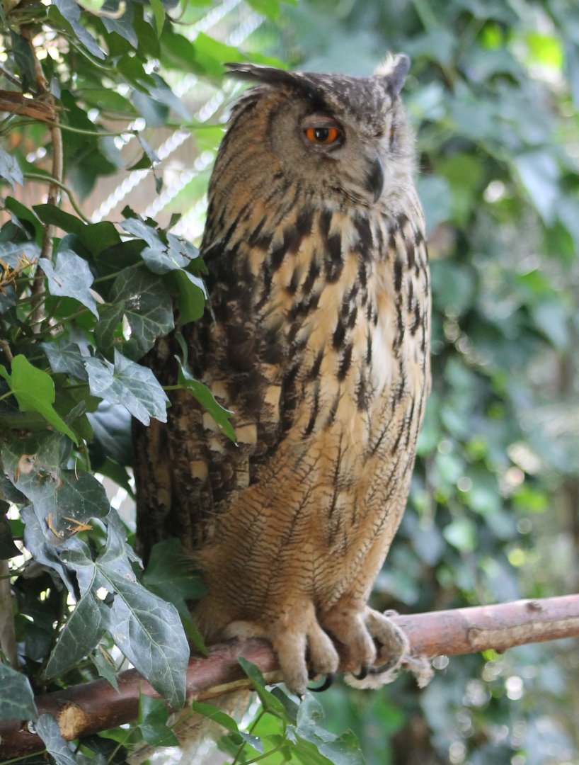 European eagle-owl