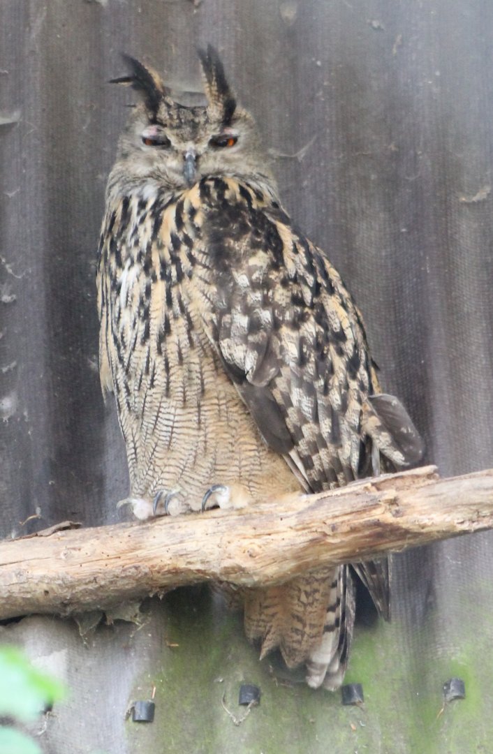 European eagle-owl