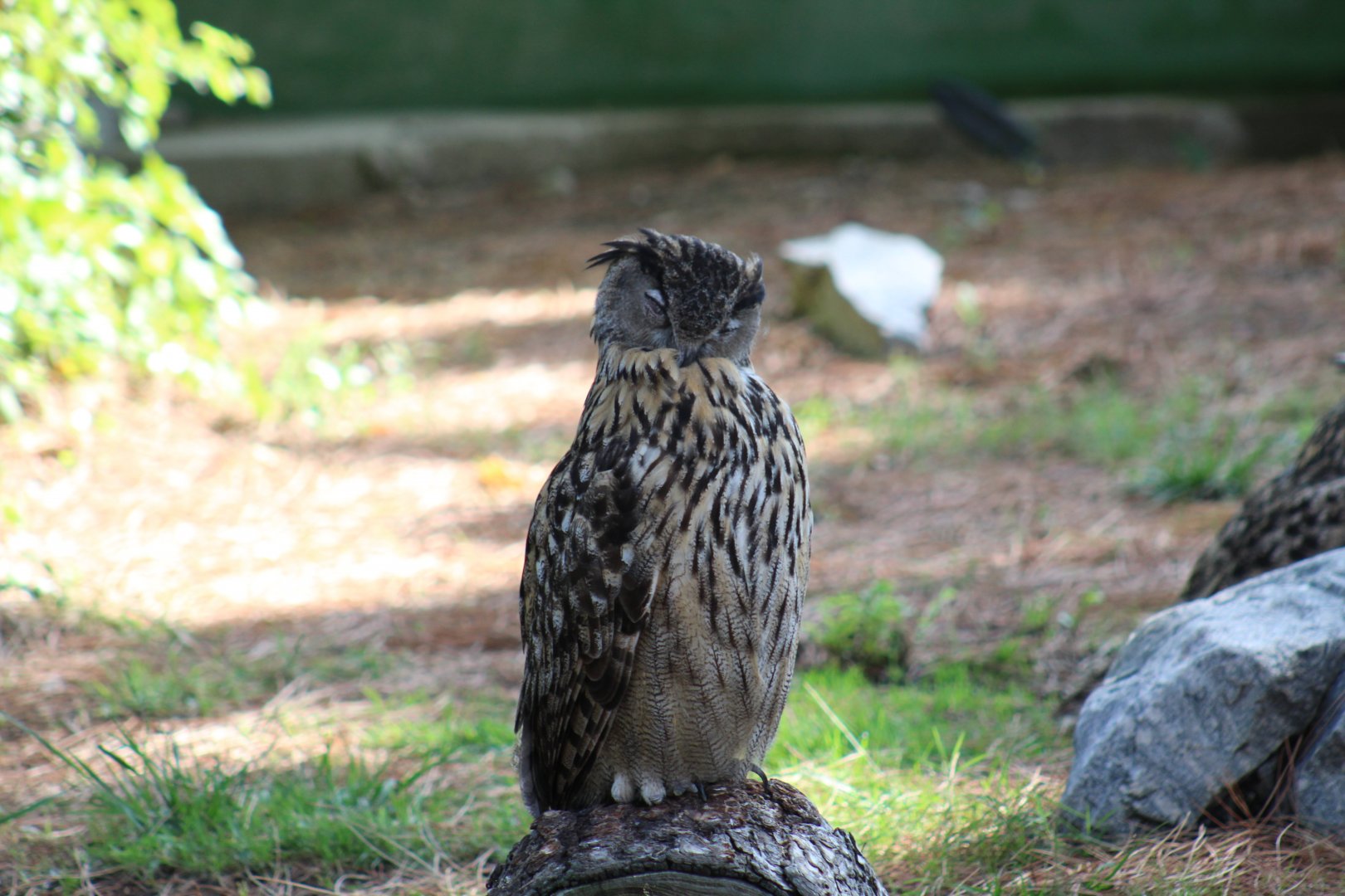 European Eagle-Owl