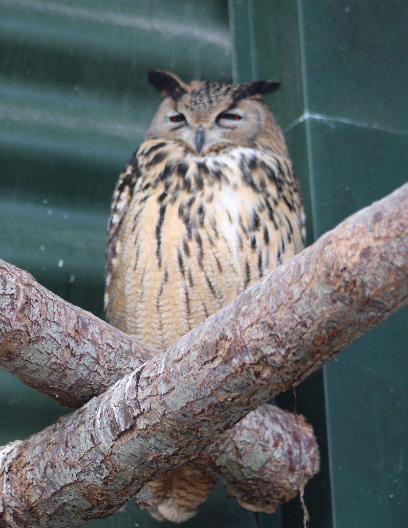 European eagle-owl