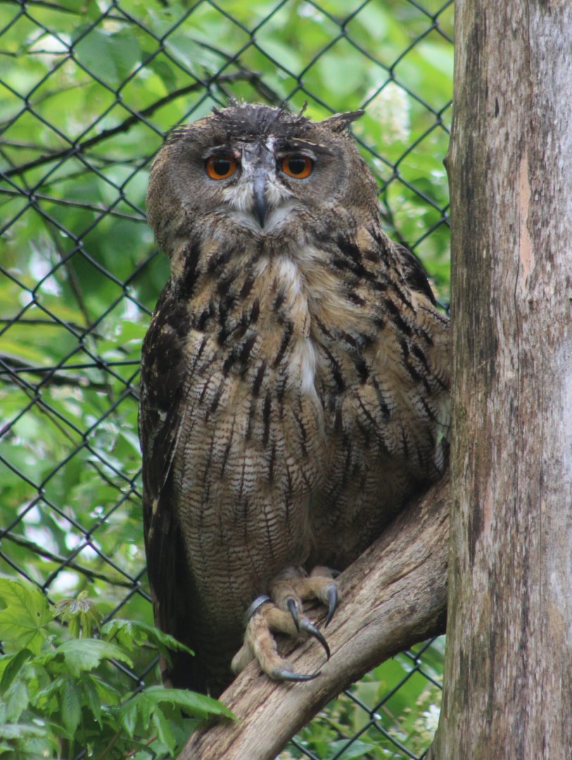 European eagle-owl