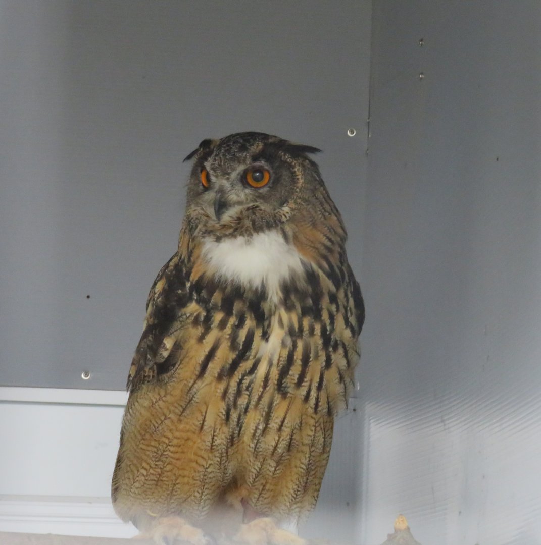 European eagle owl