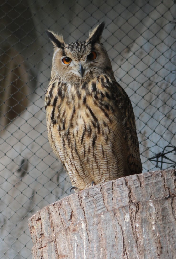 European eagle-owl