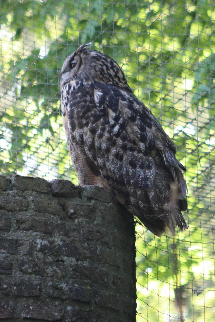 European eagle-owl